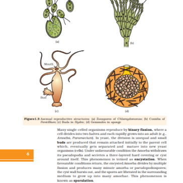 NCERT CLASS 12 BIOLOGY pdf