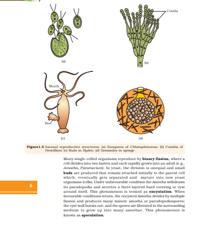 NCERT CLASS 12 BIOLOGY pdf