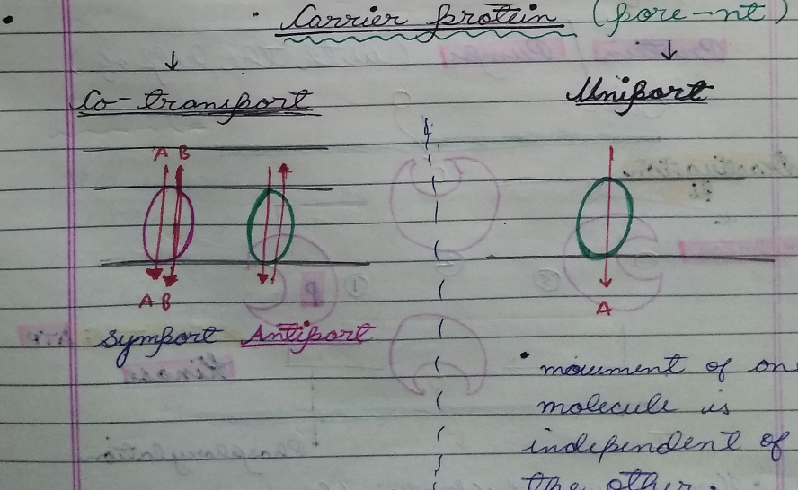 NEET -Biology English Exams 2025-26 pdf